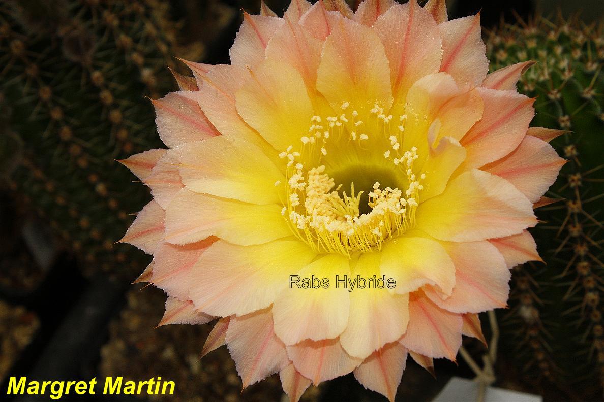 Margaret Martin.jpg